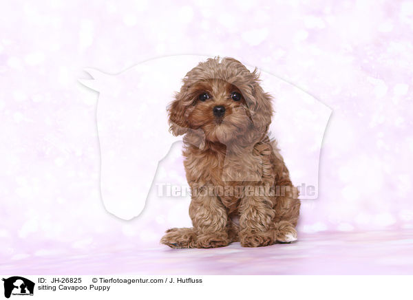 sitzender Cavapoo Welpe / sitting Cavapoo Puppy / JH-26825