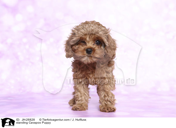 stehender Cavapoo Welpe / standing Cavapoo Puppy / JH-26828