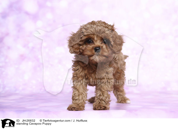 stehender Cavapoo Welpe / standing Cavapoo Puppy / JH-26832