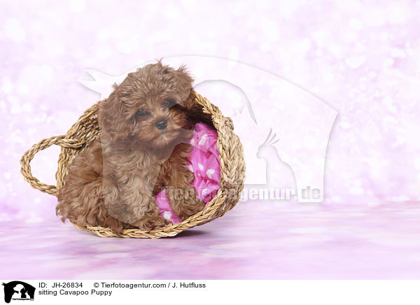 sitting Cavapoo Puppy / JH-26834
