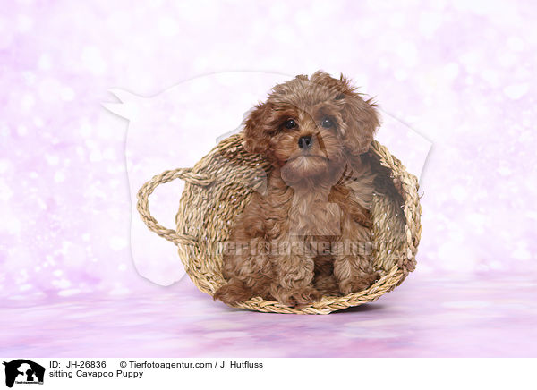 sitzender Cavapoo Welpe / sitting Cavapoo Puppy / JH-26836