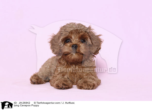 lying Cavapoo Puppy / JH-26842