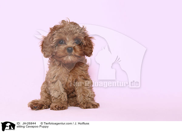 sitting Cavapoo Puppy / JH-26844
