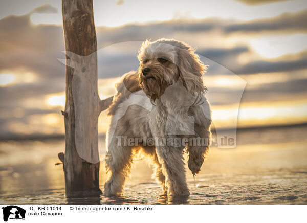 male Cavapoo / KR-01014