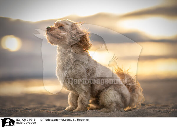 male Cavapoo / KR-01015