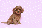 sitting Cavapoo Puppy