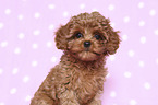 sitting Cavapoo Puppy