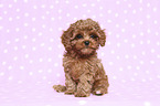 sitting Cavapoo Puppy
