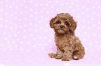 sitting Cavapoo Puppy