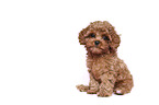 sitting Cavapoo Puppy