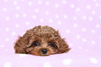 lying Cavapoo Puppy