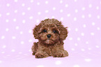 lying Cavapoo Puppy