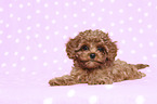 lying Cavapoo Puppy