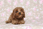 lying Cavapoo Puppy