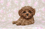 lying Cavapoo Puppy