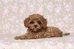 lying Cavapoo Puppy