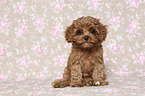 sitting Cavapoo Puppy