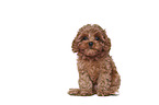 sitting Cavapoo Puppy