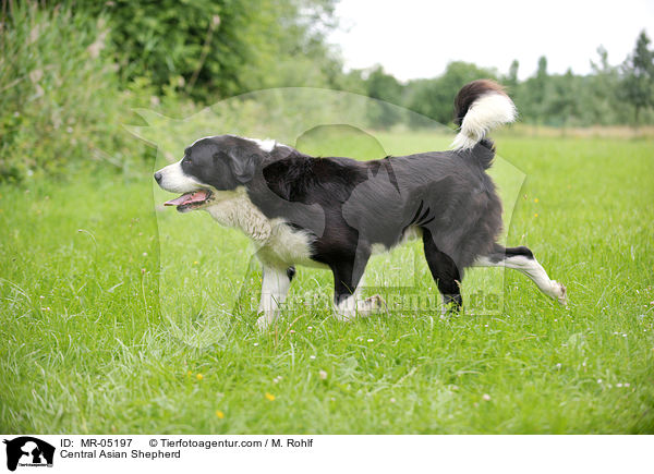 Central Asian Shepherd / MR-05197