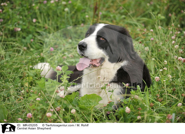 Mittelasiatischer Owtscharka / Central Asian Shepherd / MR-05205