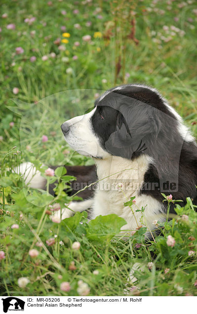 Mittelasiatischer Owtscharka / Central Asian Shepherd / MR-05206