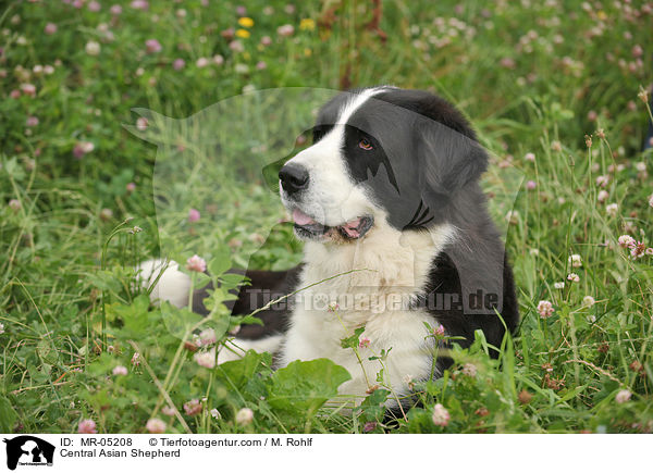 Central Asian Shepherd / MR-05208