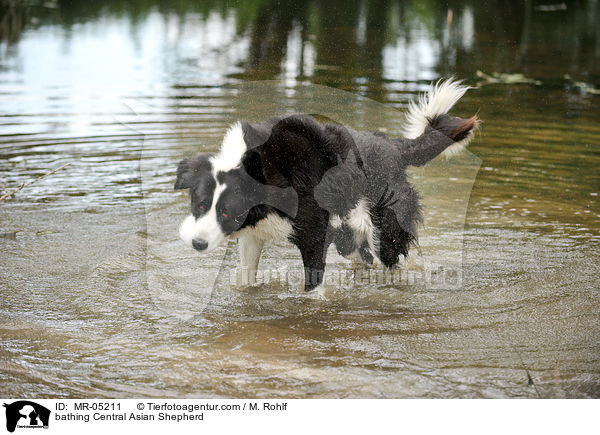 badender Mittelasiatischer Owtscharka / bathing Central Asian Shepherd / MR-05211