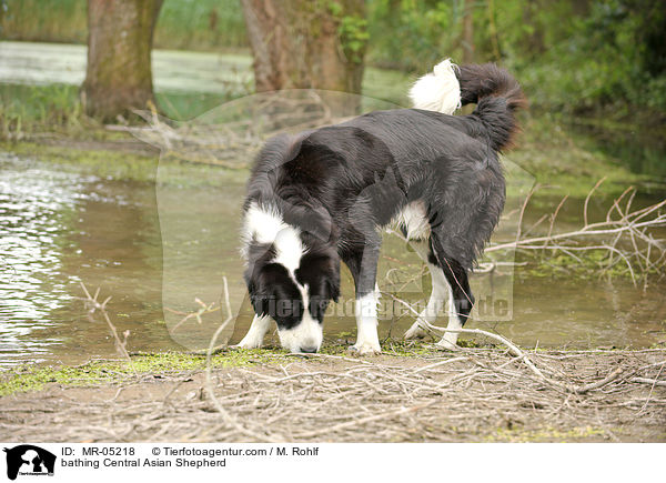 bathing Central Asian Shepherd / MR-05218