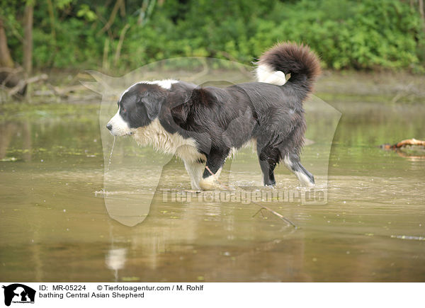 bathing Central Asian Shepherd / MR-05224