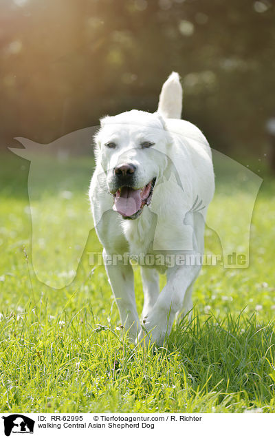 walking Central Asian Shepherd Dog / RR-62995