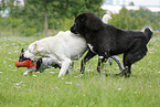 playing dogs
