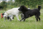 playing dogs