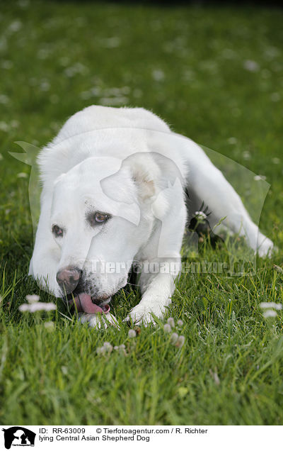 lying Central Asian Shepherd Dog / RR-63009
