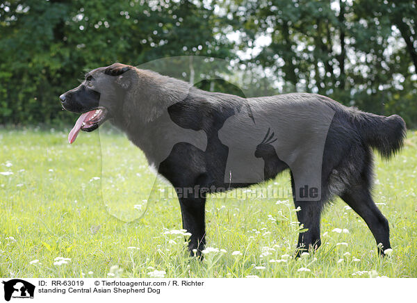 standing Central Asian Shepherd Dog / RR-63019