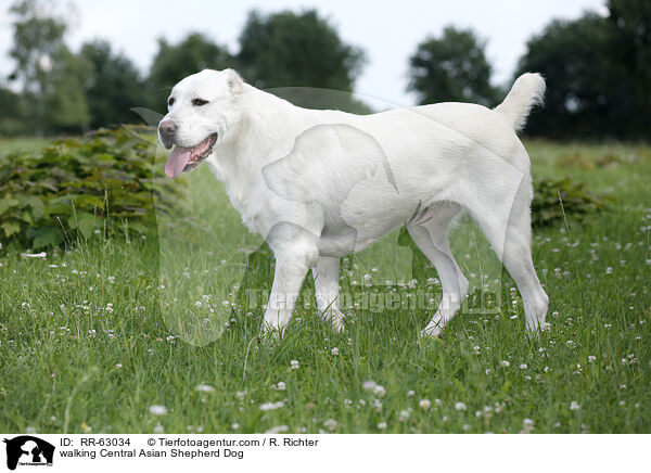 walking Central Asian Shepherd Dog / RR-63034