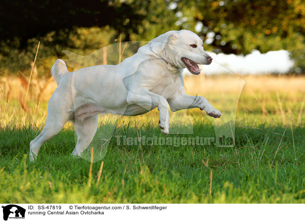 rennender Zentralasiatischer Owtscharka / running Central Asian Ovtcharka / SS-47819