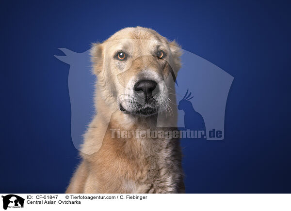 Zentralasiatischer Owtscharka / Central Asian Ovtcharka / CF-01847
