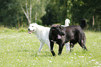 2 Central Asian Shepherd Dogs