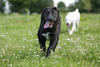running Central Asian Shepherd Dog