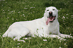 lying Central Asian Shepherd Dog