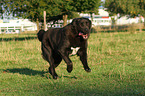 running Central Asian Ovtcharka