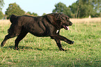 running Central Asian Ovtcharka