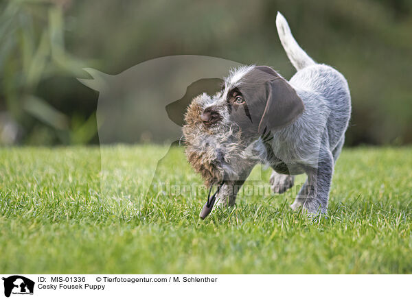 Cesky Fousek Puppy / MIS-01336