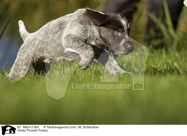 Cesky Fousek Welpe / Cesky Fousek Puppy / MIS-01360