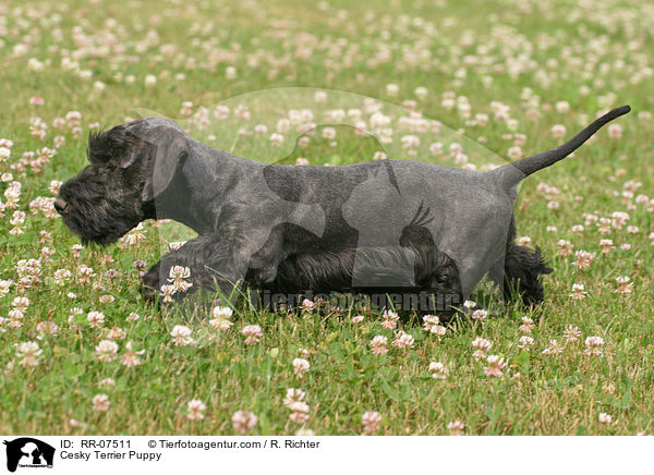 Cesky Terrier Welpe / Cesky Terrier Puppy / RR-07511