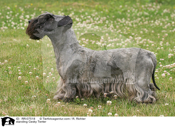 standing Cesky Terrier / RR-07518
