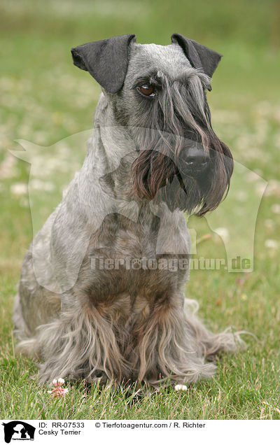 Cesky Terrier / RR-07533