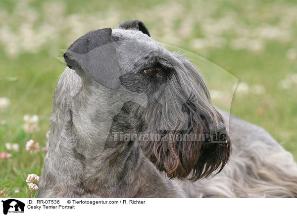 Cesky Terrier Portrait / RR-07536