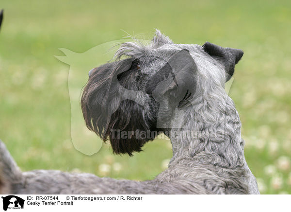 Cesky Terrier Portrait / RR-07544