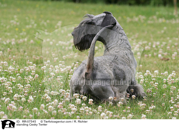 standing Cesky Terrier / RR-07545